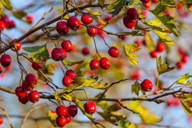 Hawthorn kırmızı böğürtlenleri çalılıklarda yetişir.