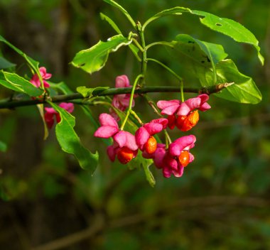 Euonymus europaeus, yaygın Milli Pembe Meyveler Seçici Odaklanma.