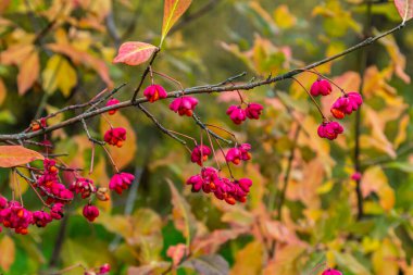 Euonymus europaeus, yaygın Milli Pembe Meyveler Seçici Odaklanma.