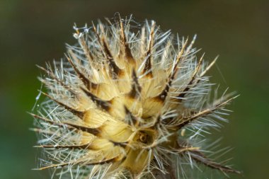 Kışın küçük çaydanlık dipsacus pilosus tohumu başı. Eriyen buza bulanmış ölü kızıllık, Dipsaceae ailesinin dikenli bitkisinin üzerindeki güneş ışığıyla aydınlanıyor..