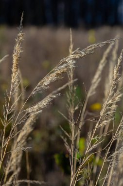 Çayırdaki küçük kamışlı Calamagrostis epigejos 'un enfeksiyonu..