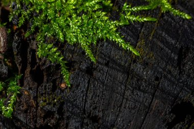 Precious drops of water from the morning dew covering an isolated plant of Ceratodon purpureus that is growing on the rock, purple moss, Burned ground moss on the stone, warm colours closeup. clipart