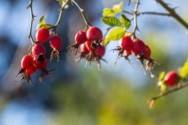 Dallarda kırmızı gül üzümü. Gülüzümlü romantik sonbahar hayatı. Kırışık güllük gülistanlık böğürtlenleri sonbaharda bir çalılıkta. Hawthorn meyveleri ağaçlarda ve çalılıklarda yetişen küçük meyvelerdir.