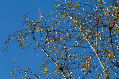 Renkli sonbahar yaprakları. Sonbahar, öğleden sonra güneşli güzel bir gün. Ağacın tepesinde. Uzun huş ağacı.