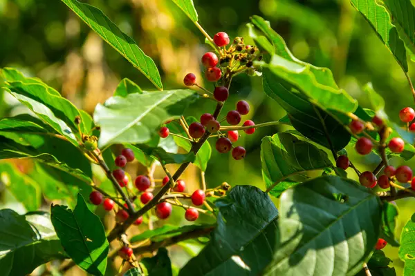 stock image Branches of Frangula alnus with black and red berries. Fruits of Frangula alnus.