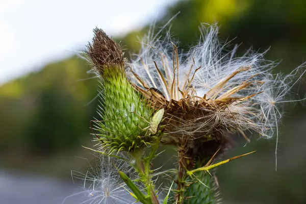 stock image Autumn background - close-up of a boar thistle.