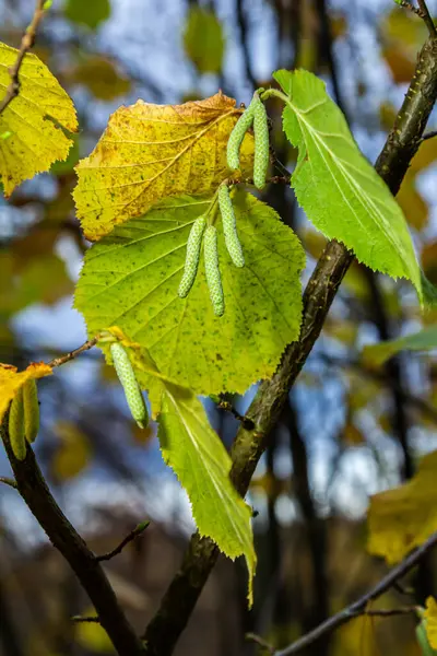 stock image Colorful autumn leaves on a Witch Hazel,in a garden.