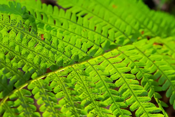 Stock image Green leaves of a young fern in spring and early morning under the bright sun.