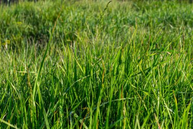 Yaz otlağındaki yeşil çimlerin arka planı.
