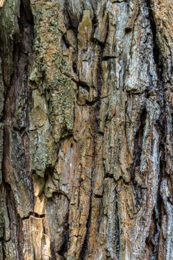 Eski Ağaç Yapısı Arkaplan Şablonu.