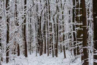 Karla kaplı ılıman, yaprak döken orman boynuz demeti Carpinus betulus ağaçları.