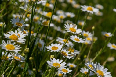 Çayırda yetişen papatya çiçekleri, beyaz papatyalar. Oxeye papatya, Leucanthemum vulgare, Papatya, Dox-eye, Common papatya, Dog papatya, Bahçe konsepti.