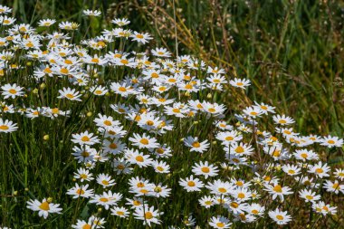 Çayırda yetişen papatya çiçekleri, beyaz papatyalar. Oxeye papatya, Leucanthemum vulgare, Papatya, Dox-eye, Common papatya, Dog papatya, Bahçe konsepti.