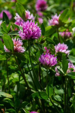 Trifolium pratense, kırmızı yonca. Yazın çayırdaki değerli çiçekleri toplayın. Şifalı ve bal taşıyan bitki, yem ve halk tıbbında tıbbi olarak yontulmuş yabani otlar..