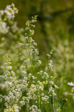 Haziranda güzel açan beyaz yatak örtüsü, Galyum albümü.