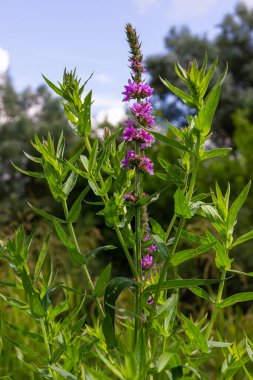 Mor gevşemiş Lythrum salikaria infloresans. Lythraceae familyasındaki çiçek başakları, ıslak yaşam alanlarıyla ilişkilidir..