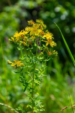 Hypericum perforatum sarı çiçeklerine yakın plan, bitkisel bir ilaç..