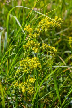 Galium verum, lady's bedstraw or yellow bedstraw low scrambling plant, leaves broad, shiny dark green, hairy underneath, flowers yellow and produced in dense clusters. clipart