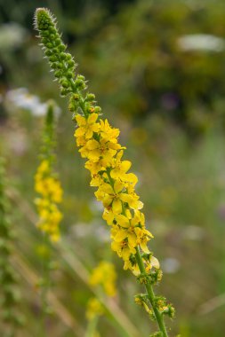 Vahşi otların arasında yaz mevsimi, tarımsal ekvatorya çiçekleri açıyor..