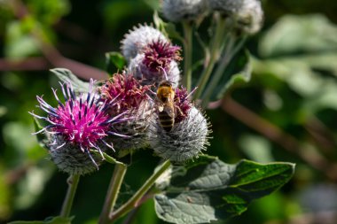 Araknoid burdock Arctium tomentosum. Sibirya 'nın yabani bitkileri..