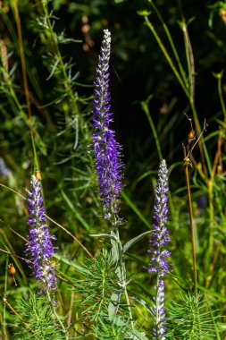 Çiçekli Veronica Spicata Ulster Cüce Mavi Çiçeği.