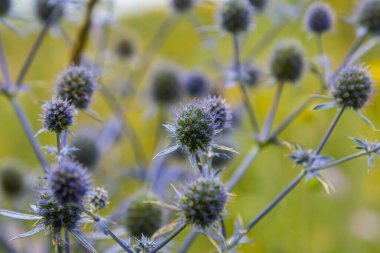 Eryngium Planum veya Mavi Deniz Holly çayırda çiçek yetiştiriyor. Vahşi Bitkiler.