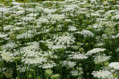 Daucus carota yaban havucu açan bitki olarak bilinir..