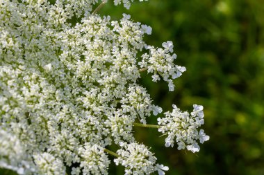 Daucus carota known as wild carrot blooming plant. clipart