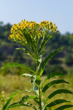 Senecio hydrophilus Nutt. Vahşi sarı çiçekler, çiçek açan otlar yaz bahçesinde..