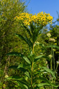 Senecio hydrophilus Nutt. Vahşi sarı çiçekler, çiçek açan otlar yaz bahçesinde..