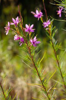 Pink Flowering Chamerion Dodonaei Alpine Willowherb Plant. clipart