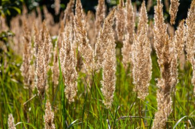 Çayırdaki küçük kamışlı Calamagrostis epigejos 'un enfeksiyonu..