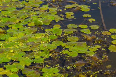 Hidrokaris morsus-ranae, Hidrocharitaceae familyasından bir bitki türü. Küçük bir nilüfer çiçeğine benzeyen yüzen küçük bir bitki..