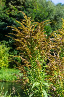 Sonbaharda Solidago Altissima 'nın yabani çiçekleri.