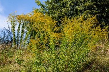 Sonbaharda Solidago Altissima 'nın yabani çiçekleri.