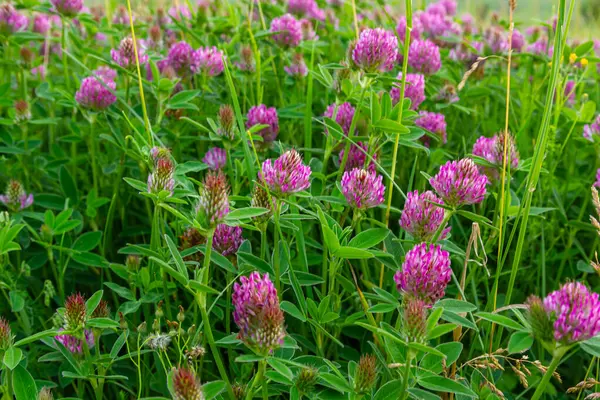 stock image This is the wildflower Trifolium alpestre, the Purple globe clover or Owl-head clover, from the family Fabaceae.