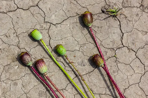 stock image Drought field land with poppy seeds Papaver poppyhead, drying up soil cracked, drying up the soil cracked, climate change, environmental disaster and earth cracks, dry death for plants.