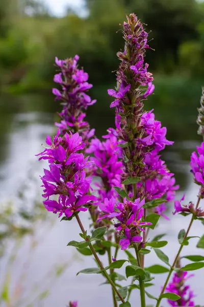 stock image Purple loosestrife Lythrum salicaria inflorescence. Flower spike of plant in the family Lythraceae, associated with wet habitats.