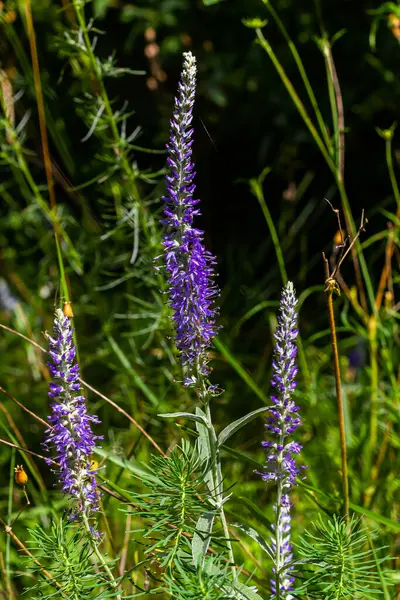 stock image Flowering spikes of Veronica Spicata Ulster Dwarf Blue flower.