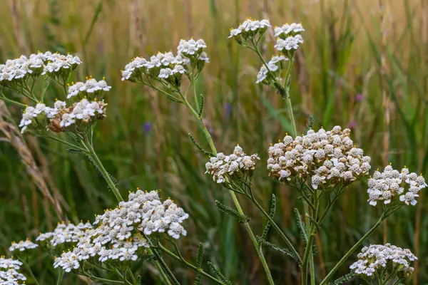 stock image Common yarrow Achillea millefolium white flowers close up, floral background green leaves. Medicinal organic natural herbs, plants concept. Wild yarrow, wildflower.