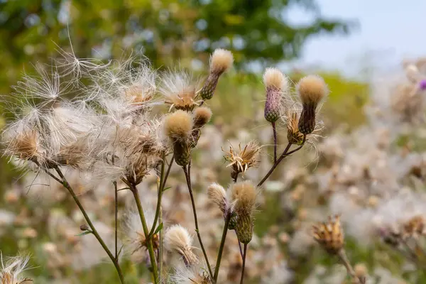 stock image Cirsium arvense is a species of perennial plants of the thistle family of the aster. Autumn plants with seeds. Medicinal plants.