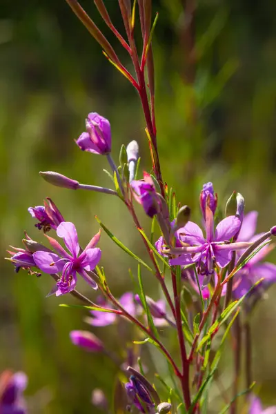 Stock image Pink Flowering Chamerion Dodonaei Alpine Willowherb Plant.