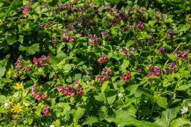 Yeşil yapraklar üzerinde canlı ve parlak pulmonarya çiçekleri yakın plan.