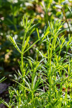 Cleavers Galium aparini geleneksel tıpta idrar söktürücü, lenf sistemi bozukluklarının tedavisinde ve detoksifikatör olarak kullanılmıştır..