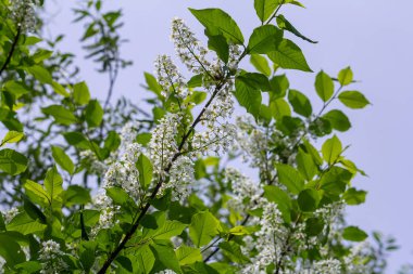 Seçici odak fotoğrafı. Kuş kiraz ağacı, erik yaprağı çiçek açıyor..