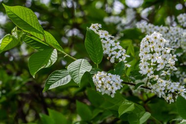 Seçici odak fotoğrafı. Kuş kiraz ağacı, erik yaprağı çiçek açıyor..