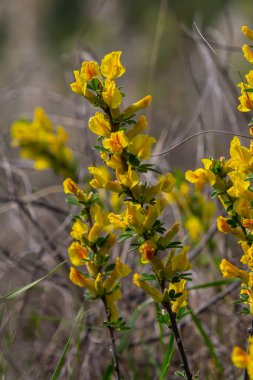 Chamaecytisus ruthenicus blooms in the wild in spring.