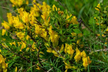 Chamaecytisus ruthenicus blooms in the wild in spring.