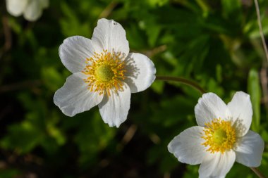 Anemonoides sylvestris Anemone sylvestris, kar damlası şakayığı ya da kar damlası şakayığı olarak da bilinir..