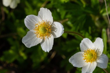 Anemonoides sylvestris Anemone sylvestris, known as snowdrop anemone or snowdrop windflower, is a perennial plant flowering in spring. clipart